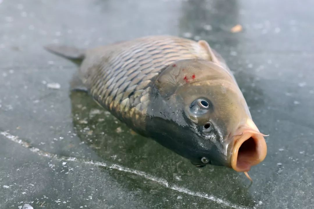 上州屋2019迎新春小西湖冰钓比赛圆满结束