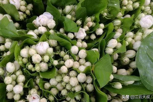 吸甲醛大型绿植仙人球,仙人球和多肉吸甲醛吗