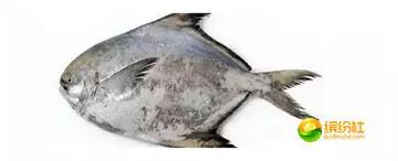 舟山4月份海鲜攻略,舟山海鲜代加工攻略