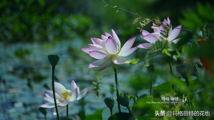 历史悠久的十大名花（海量美图），你选哪个做国花？