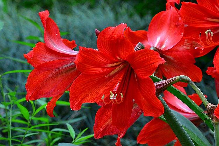 朱顶红种球怎么防止烂根,朱顶红叶子太长总是倒伏能剪掉吗