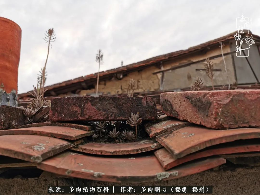 唯美雅致意境飘逸的多肉,蝶舞悠然多肉视频