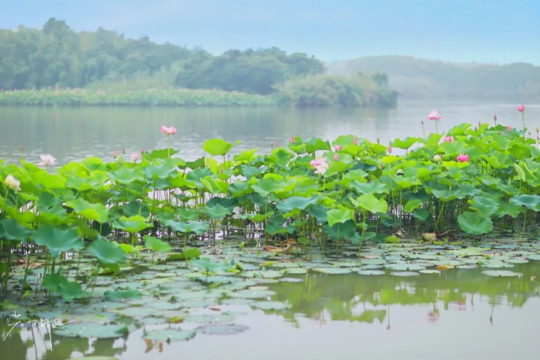 沙家浜旅游民宿有哪些,三月最适合去的最美民宿