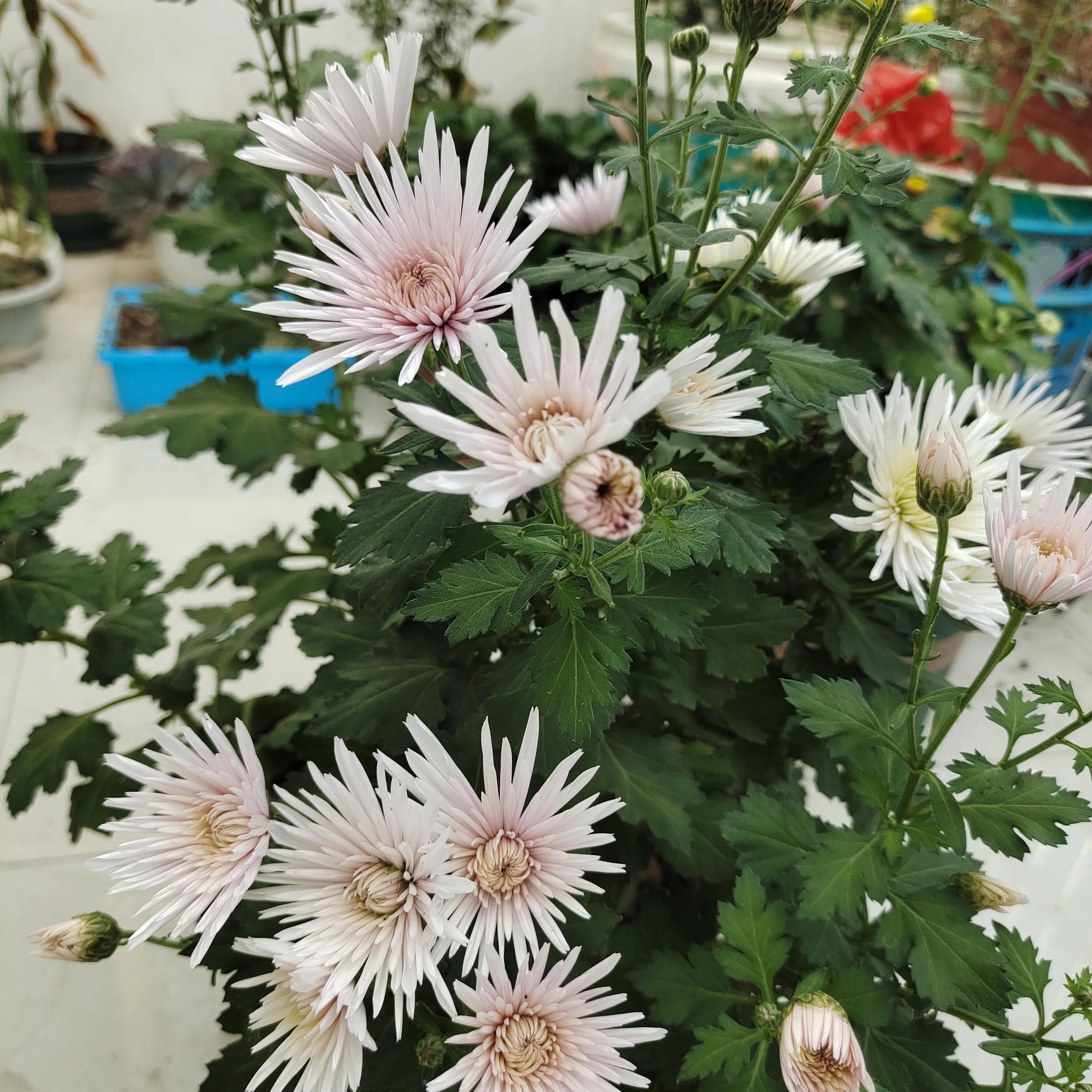 拼多多1元菊花苗,拼多多菊花花苗哪家强