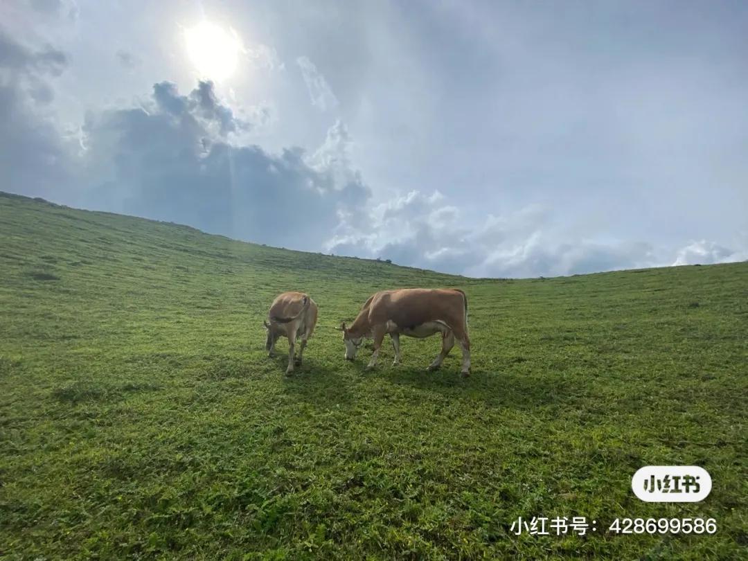 为什么，我一定要劝你来寻甸