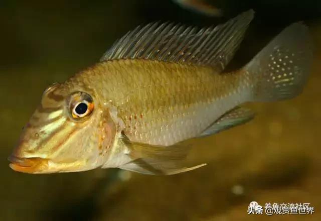 食土鲷一般多大尺寸,食土鲷哪个品种小一点