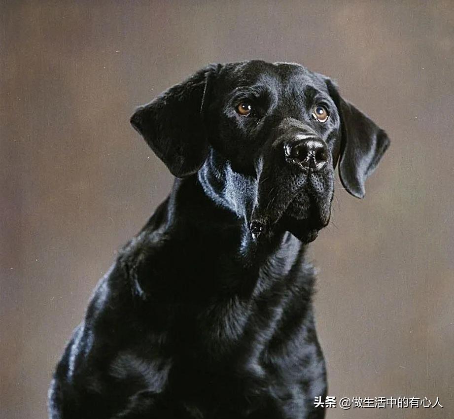 随笔丨我与黑顺的时光