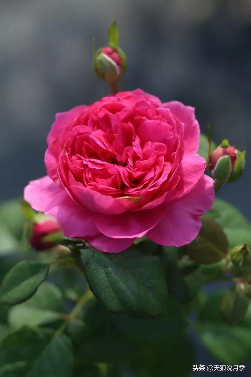 又一个十年,国产自育品种