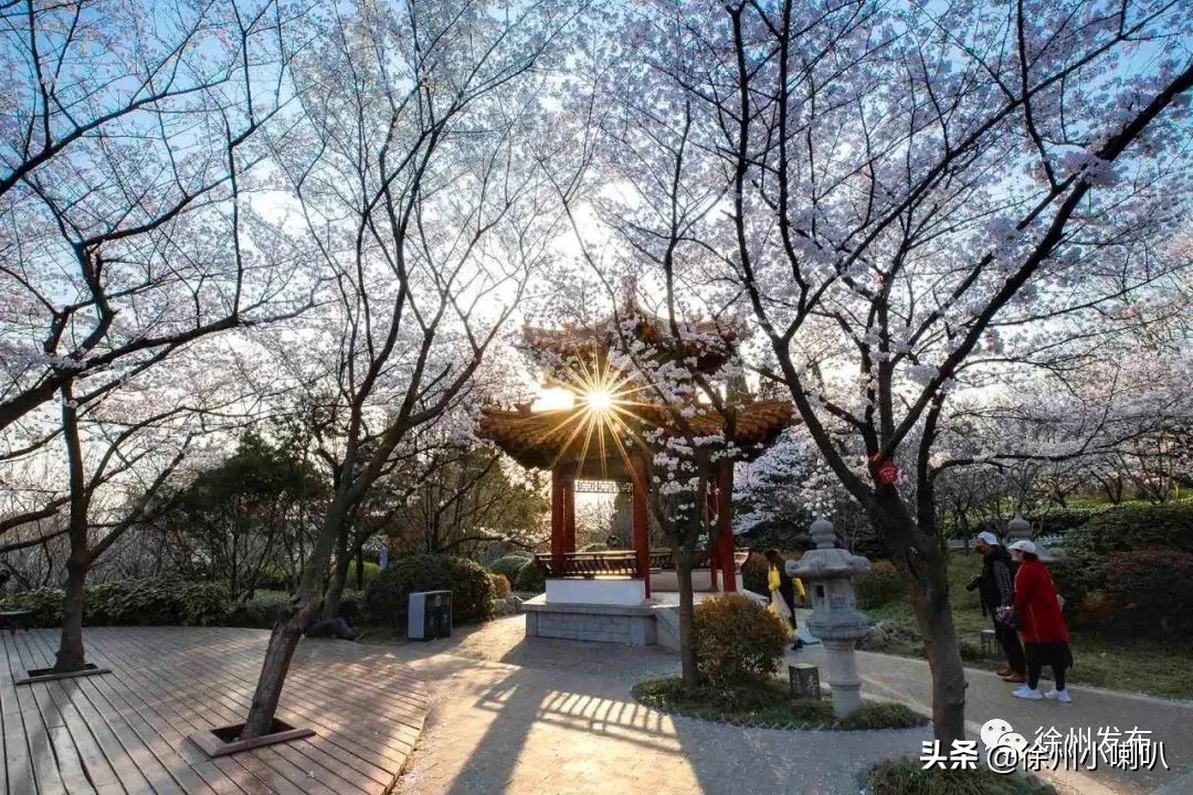 徐州彭祖园樱花节几号开始,徐州彭祖园樱花树开的太美了