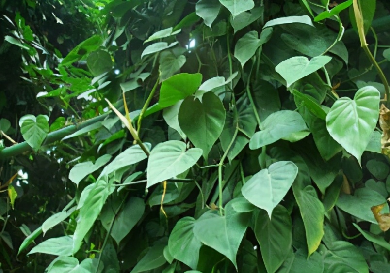 心叶藤和绿萝哪个耐阴,心叶藤和绿萝的区别图片对比