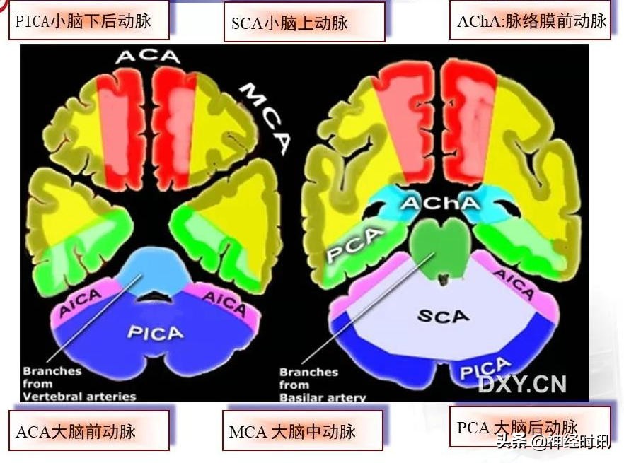 脑动脉解剖学讲解,基底节区脑血管解剖