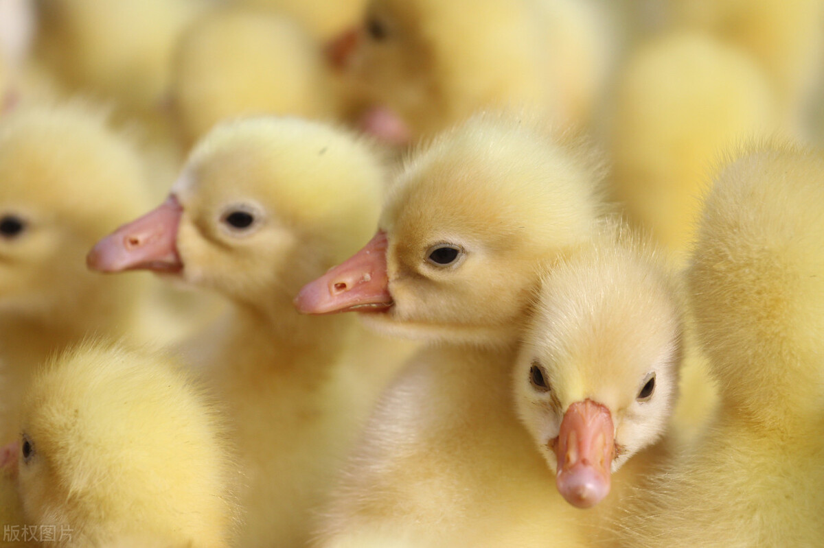 包回收养鹅是骗局吗,包回收合伙办厂