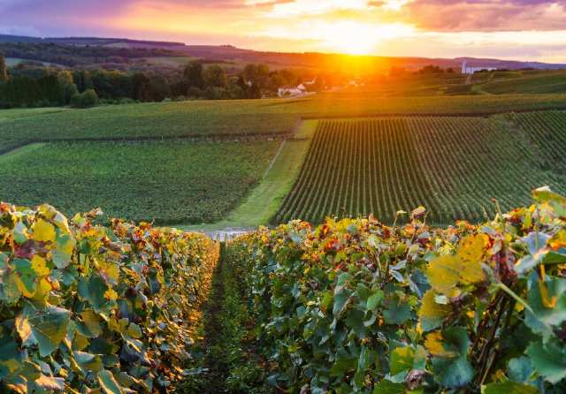 82年究竟是产了多少拉菲,82年一共生产了多少拉菲