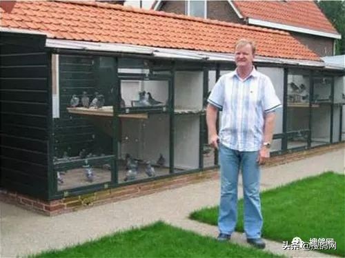 波西瓦信鸽羽色,波西瓦名鸽欣赏