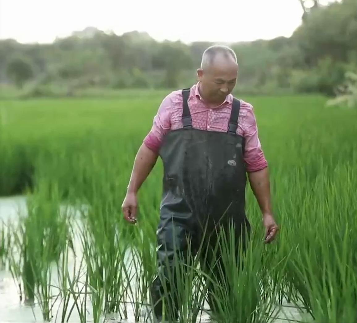 浙江大爷赚钱副业,浙江稻鳖养殖