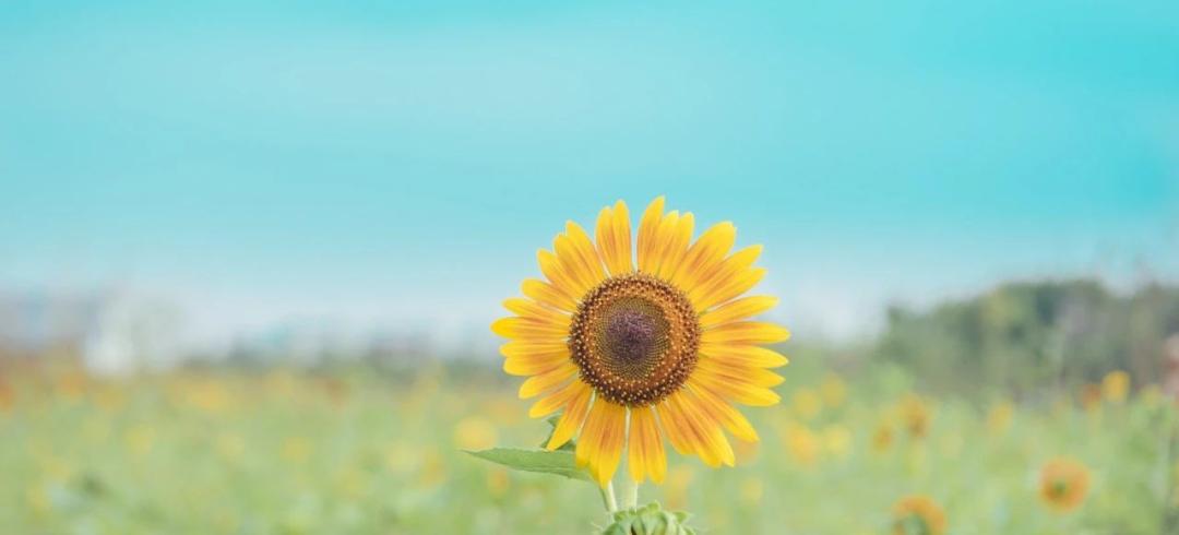 肺腺癌3a期手术及化疗后复发概率,肿瘤复发了再用靶向药有用吗