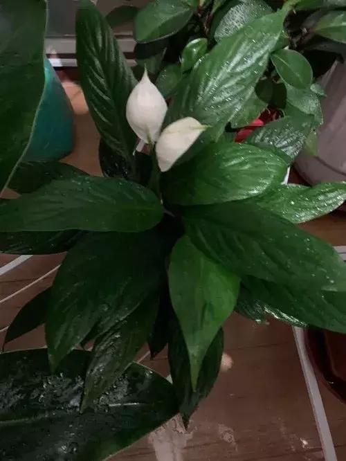 白掌与马蹄莲的区别是什么呢,白掌和马蹄莲是一种花吗图片