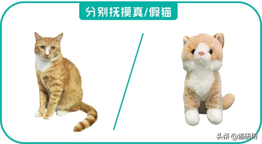 撸猫为什么会产生愉悦感,为什么撸猫会让人舒缓