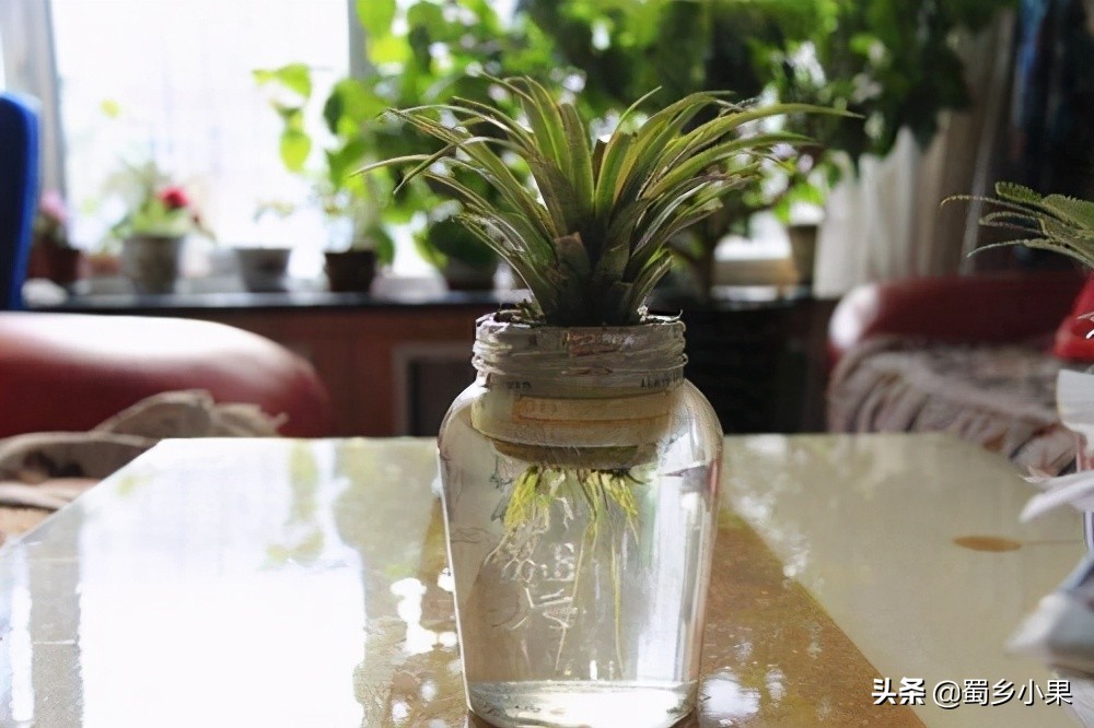 菠萝苗第二次结果怎么培育,怎么培育菠萝幼苗的