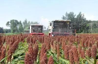 新型农业产业扶持政策,农业种植行业扶持政策