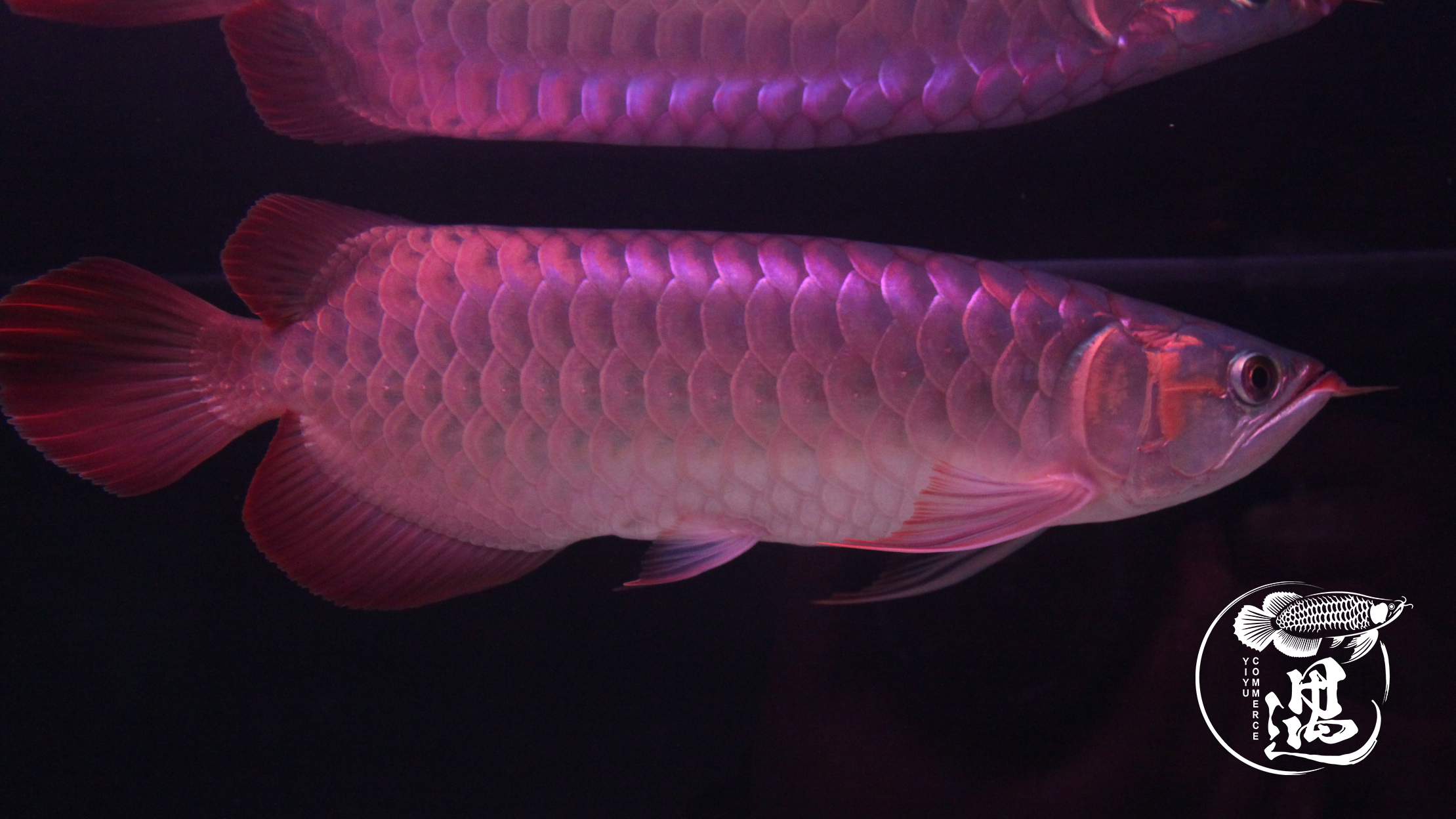 六角龙鱼一公一母怎么养才能繁殖,龙鱼繁殖要多少钱