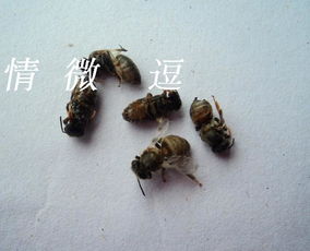蜜蜂蜂螨特效药,蜜蜂身上的虫子