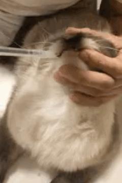 驱虫药需要全身滴吗,为什么驱虫药可以有效驱虫3个月