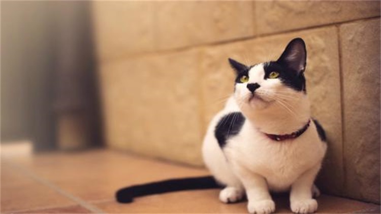 成年猫咪到了新环境乱拉乱尿,猫咪乱撒尿有什么办法