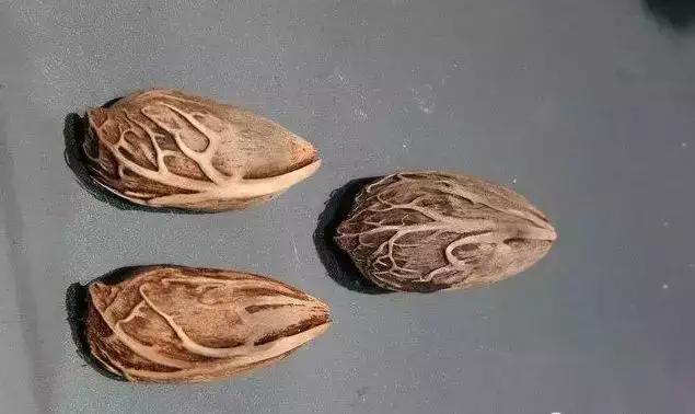 最全的菩提子图解太美了,最好的菩提子