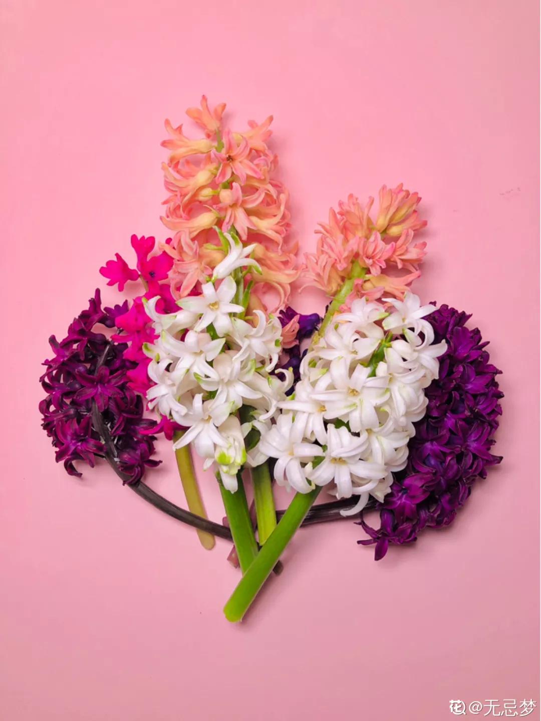 12星座该养什么花最好,12星座专属养的花是什么