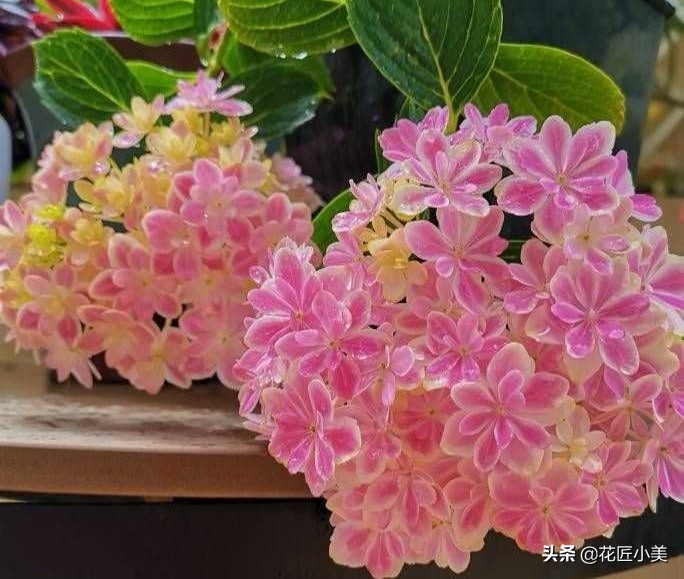 绣球花为啥不长花芽,绣球花不开花的原因和解决方法