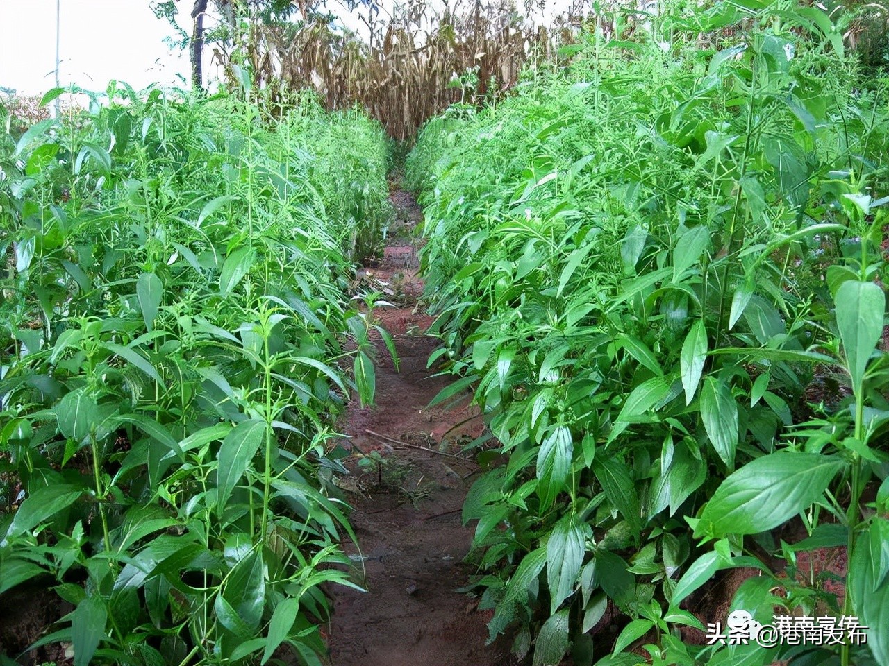 湛江镇：中药材成为群众致富金“药”匙