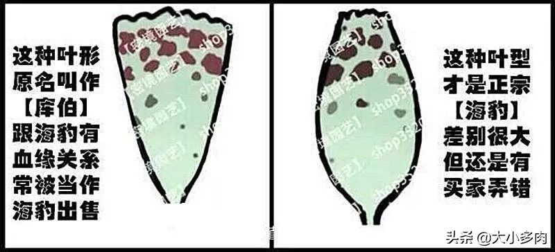 水泡海豹和粉海豹,水泡海豹种类大全大图