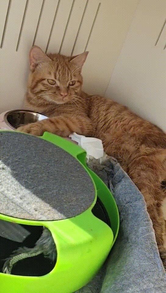 瘫痪猫怎么人工帮助排泄,瘫痪猫咪怎么护理