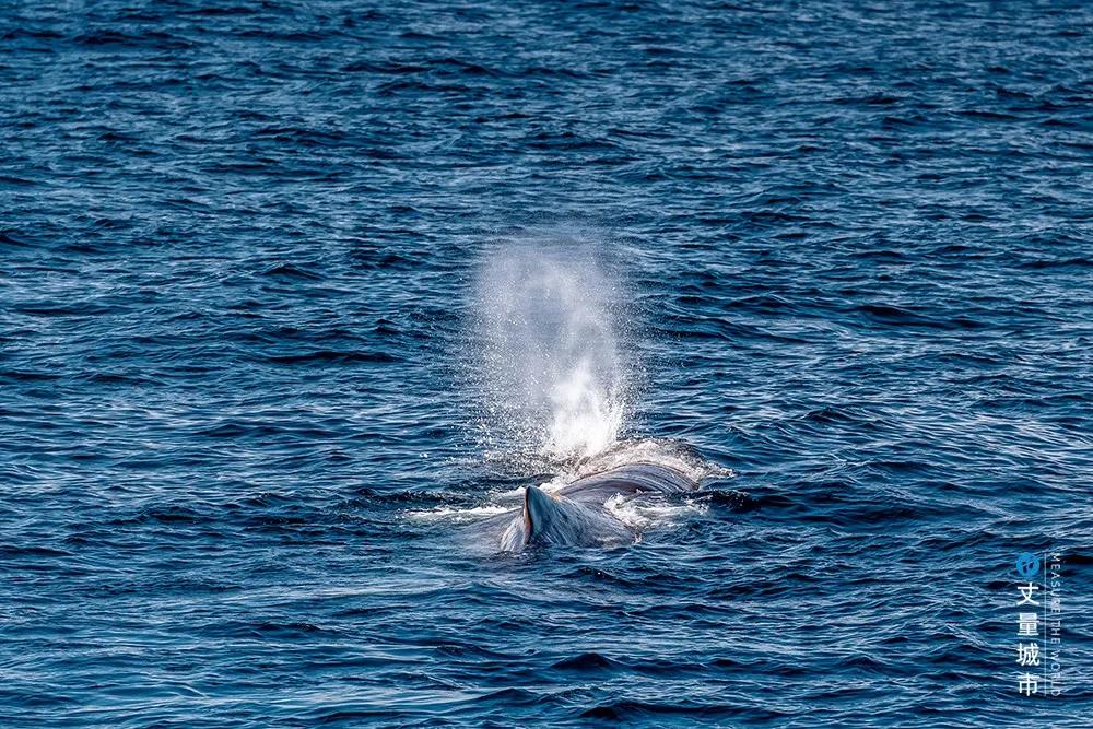 维京遇到全域旅游，美丽乡村、特色小镇一网打尽：挪威渔业史漫步