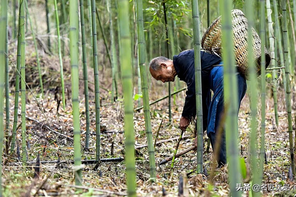 人吃的笋和大熊猫吃的笋一样吗,春笋是大熊猫吃的吗为什么