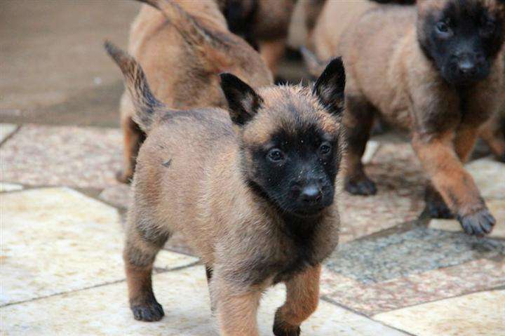 马犬、德牧傻傻分不清楚，两位“硬汉”之争，谁能更胜一筹？