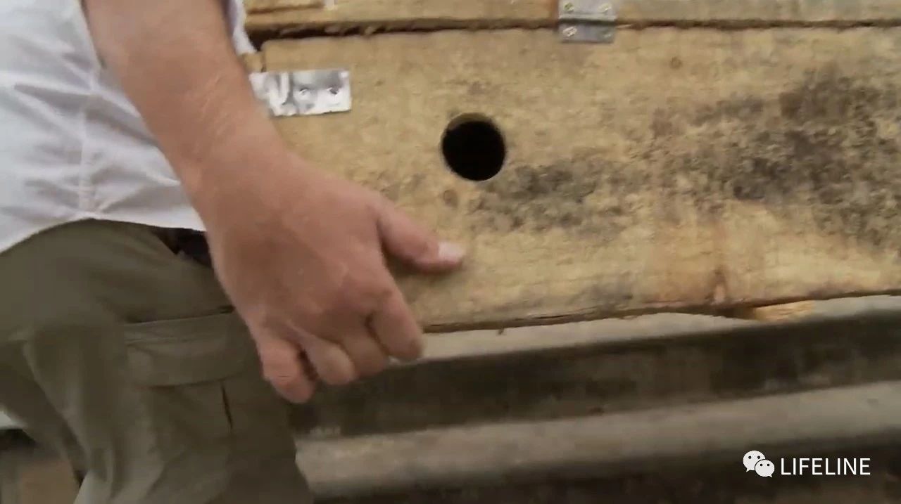 龟中“考拉”，请别让我们的孩子在博物馆见到它们...