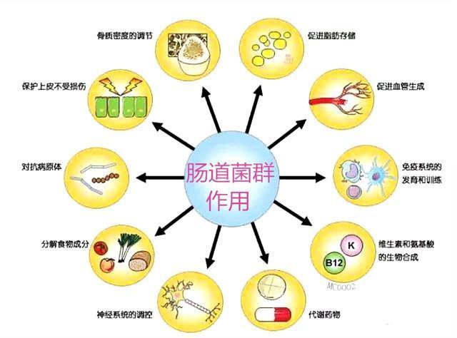 肠易激综合征与肠道菌群紊乱,肠道感染引起肠易激综合征吃啥药