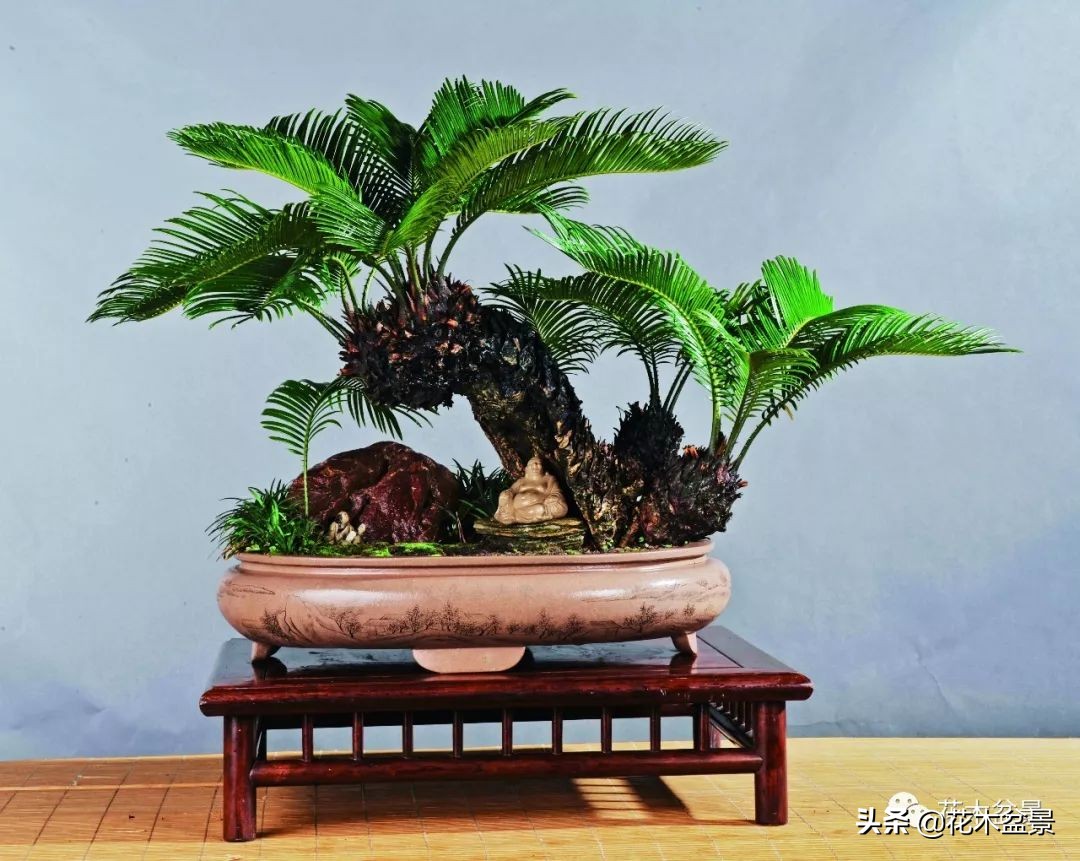 适合客厅养的盆景植物,茶桌上养什么盆景植物