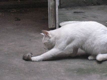 被老鼠尿液污染的食物还能吃吗,老鼠会不会用尿做标记