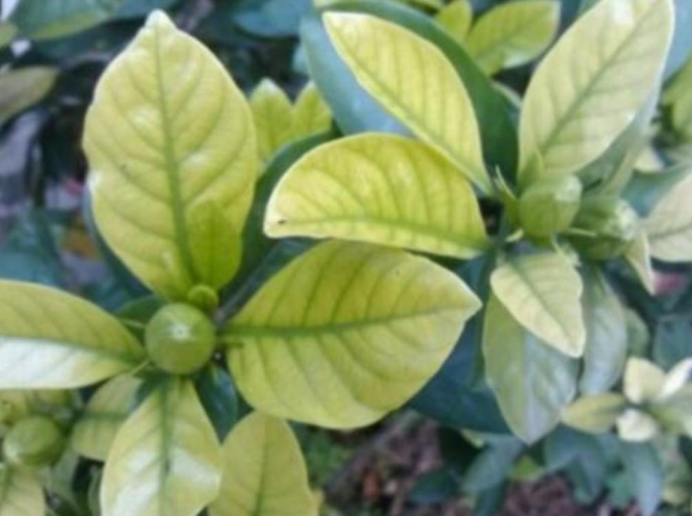 绿植黄叶应该施什么肥,植物黄叶用什么改变