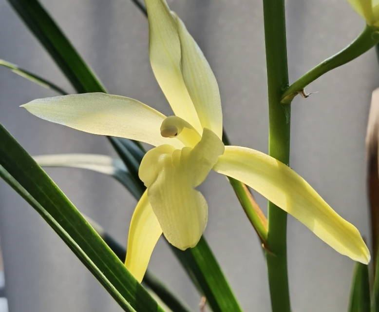 香味浓又勤花的兰花,兰花经典精品欣赏