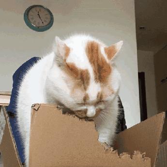 猫咪呕吐黄色粘液没有精神大便稀,猫咪呕吐吃阿莫西林克拉维酸钾片