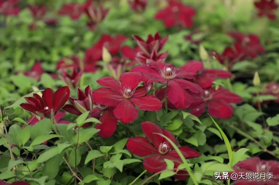 铁线莲折扣,铁线莲哪款值得入手