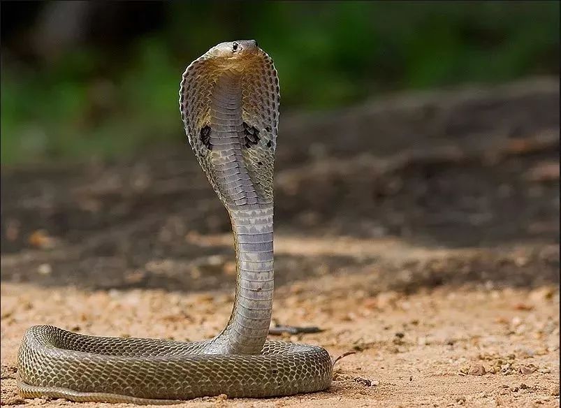 东北有毒蛇么,有毒的蛇图片有哪些