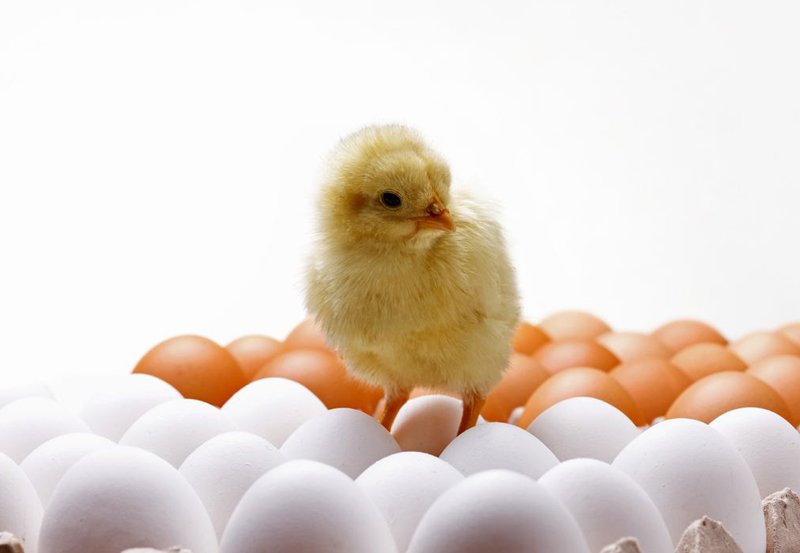 别再上班赚死工资,这5个农村轻资本创业点子,足够翻身赚大钱