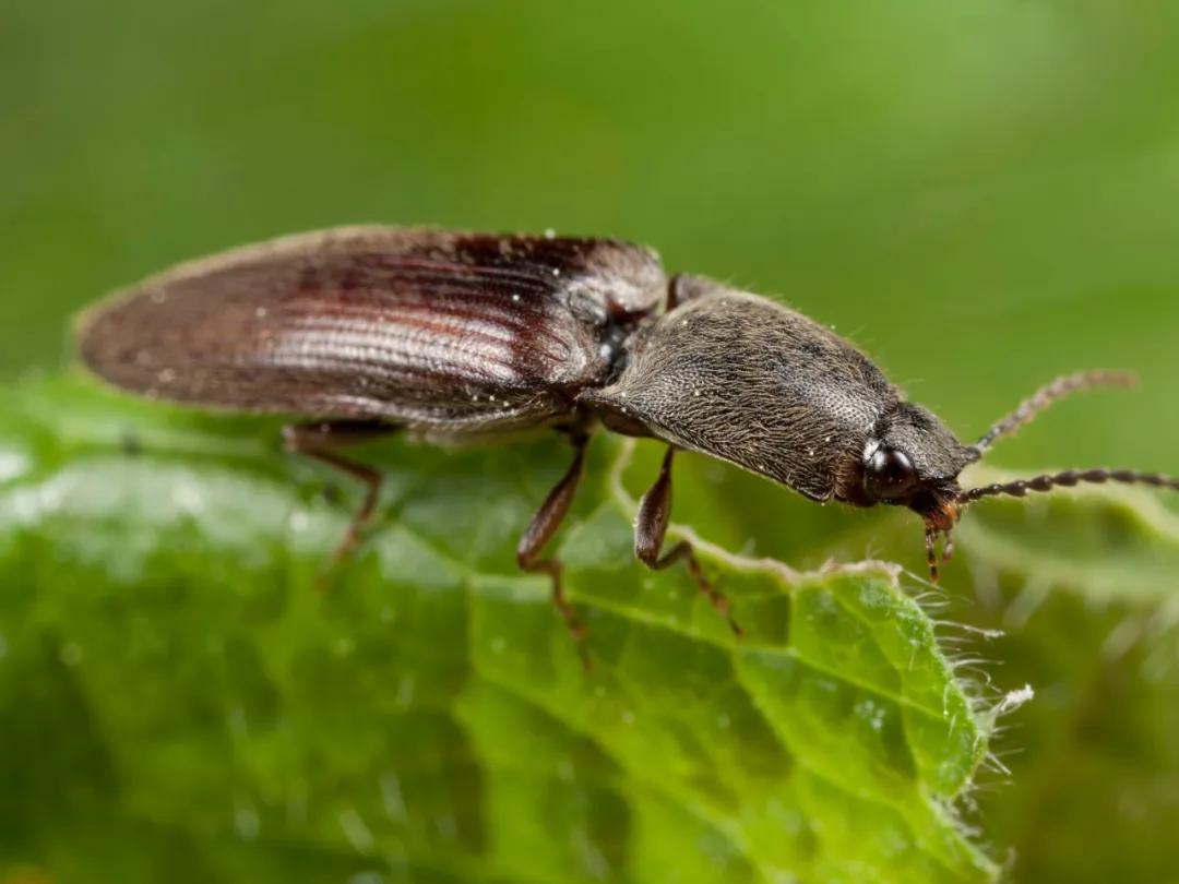菜园里有白色的小飞虫,菜园里的神奇昆虫在哪里