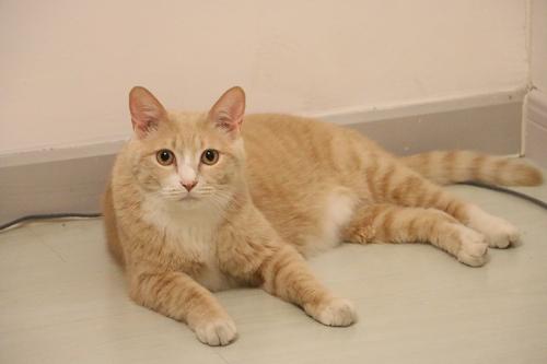 新手养猫适合养幼猫还是成猫,新手养猫怎么不让它生病