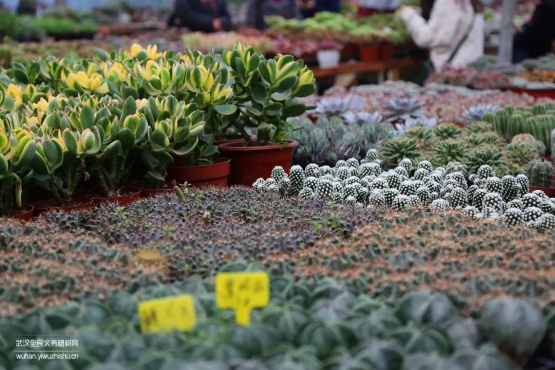 园艺沙龙|前方高能！一大波人相约逛花市，究竟淘了些啥？